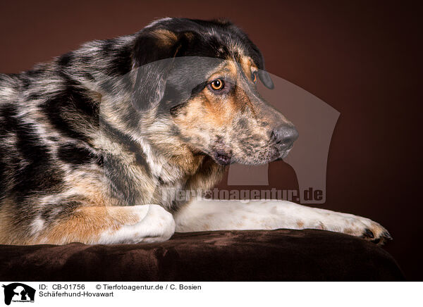 Schferhund-Hovawart / Shepherd-Hovawart / CB-01756