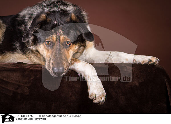 Schferhund-Hovawart / Shepherd-Hovawart / CB-01759