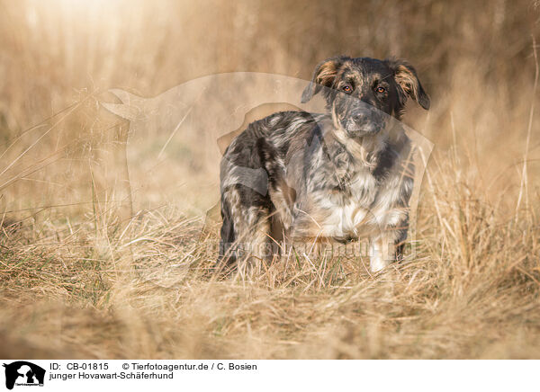 junger Hovawart-Schferhund / young Hovawart-Shepherd / CB-01815