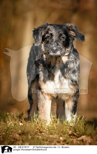 junger Hovawart-Schferhund / young Hovawart-Shepherd / CB-01817