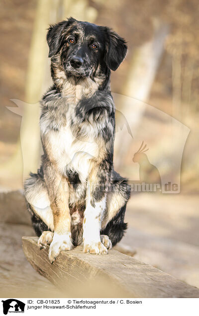 junger Hovawart-Schferhund / young Hovawart-Shepherd / CB-01825