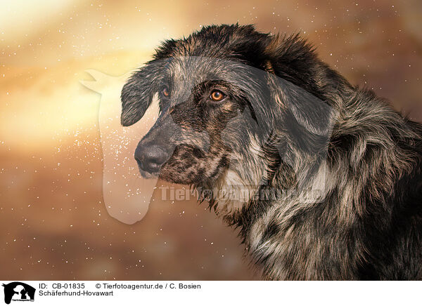 Schferhund-Hovawart / Shepherd-Hovawart / CB-01835