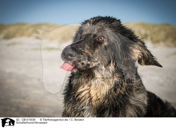 Schferhund-Hovawart / Shepherd-Hovawart / CB-01836