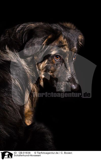 Schferhund-Hovawart / Shepherd-Hovawart / CB-01838