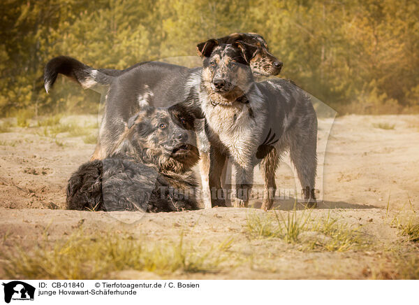 junge Hovawart-Schferhunde / young Hovawart-Shepherds / CB-01840