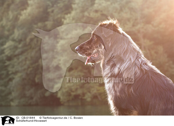 Schferhund-Hovawart / Shepherd-Hovawart / CB-01844