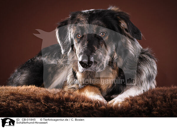 Schferhund-Hovawart / Shepherd-Hovawart / CB-01845