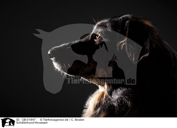 Schferhund-Hovawart / Shepherd-Hovawart / CB-01847