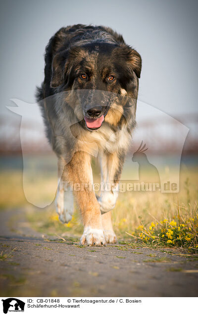 Schferhund-Hovawart / Shepherd-Hovawart / CB-01848
