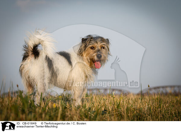 erwachsener Terrier-Mischling / adult Terrier-Mongrel / CB-01849