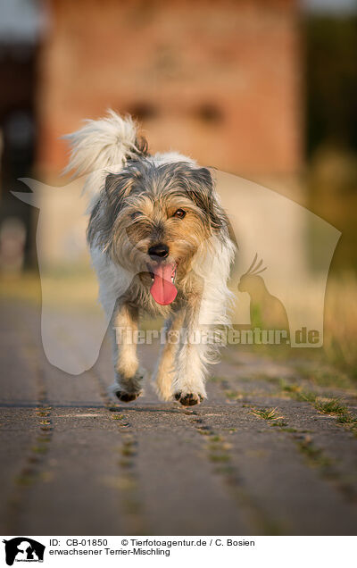 erwachsener Terrier-Mischling / adult Terrier-Mongrel / CB-01850