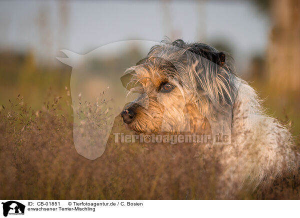 erwachsener Terrier-Mischling / adult Terrier-Mongrel / CB-01851