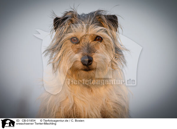erwachsener Terrier-Mischling / adult Terrier-Mongrel / CB-01854
