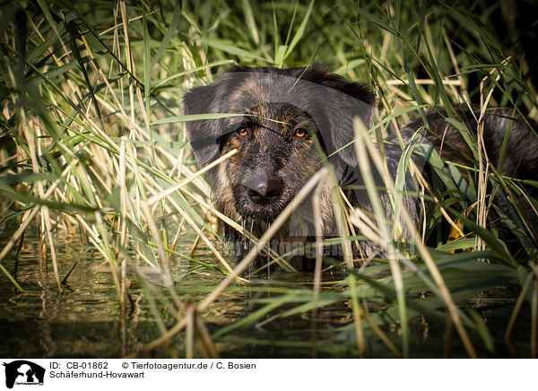Schferhund-Hovawart / Shepherd-Hovawart / CB-01862