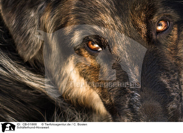 Schferhund-Hovawart / Shepherd-Hovawart / CB-01866