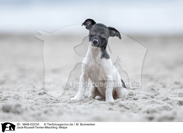 Jack-Russell-Terrier-Mischling Welpe / Jack-Russell-Terrier-Mongrel Puppy / MAB-02030