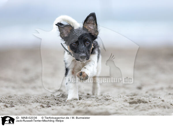 Jack-Russell-Terrier-Mischling Welpe / Jack-Russell-Terrier-Mongrel Puppy / MAB-02036