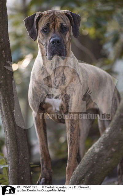 groer Deutsche-Dogge-Mischling / big Great-Dane-Mongrel / PK-01325