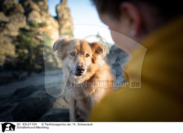 Schferhund-Mischling / Shepherd-Mongrel / KS-01154