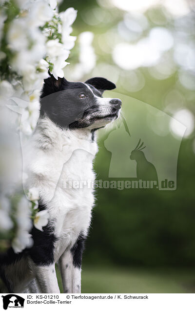 Border-Collie-Terrier / Border-Collie-Terrier / KS-01210