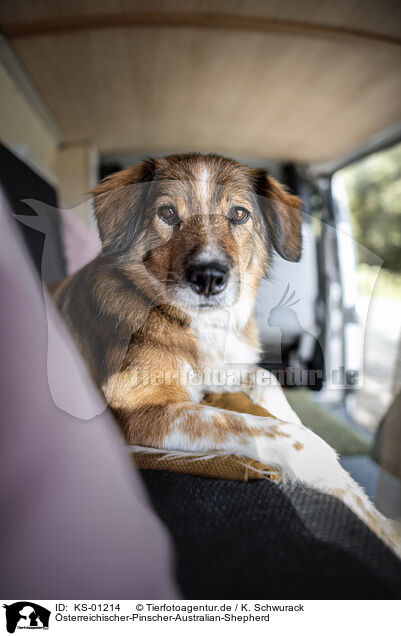 �sterreichischer-Pinscher-Australian-Shepherd / Austrian-Pinscher-Australian-Shepherd / KS-01214