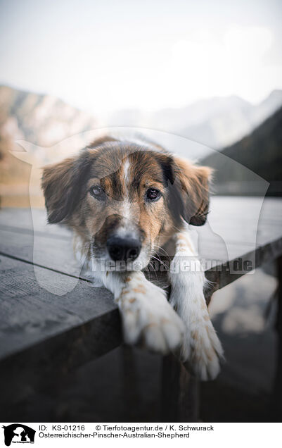 �sterreichischer-Pinscher-Australian-Shepherd / Austrian-Pinscher-Australian-Shepherd / KS-01216
