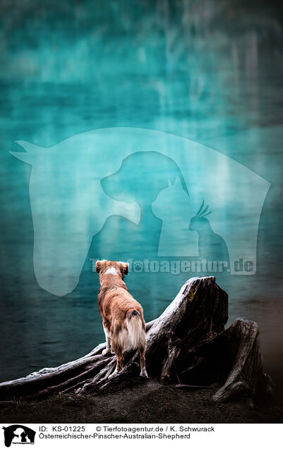 �sterreichischer-Pinscher-Australian-Shepherd / Austrian-Pinscher-Australian-Shepherd / KS-01225