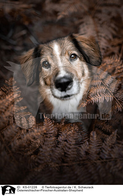 �sterreichischer-Pinscher-Australian-Shepherd / Austrian-Pinscher-Australian-Shepherd / KS-01228