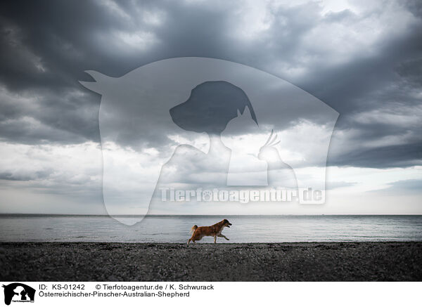 �sterreichischer-Pinscher-Australian-Shepherd / Austrian-Pinscher-Australian-Shepherd / KS-01242