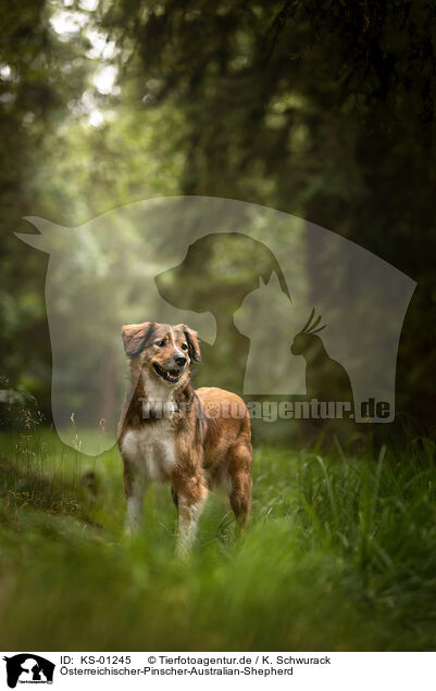 �sterreichischer-Pinscher-Australian-Shepherd / Austrian-Pinscher-Australian-Shepherd / KS-01245