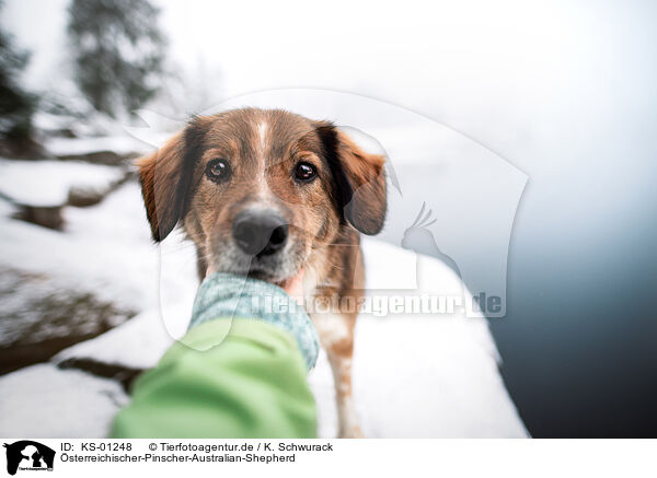 �sterreichischer-Pinscher-Australian-Shepherd / Austrian-Pinscher-Australian-Shepherd / KS-01248