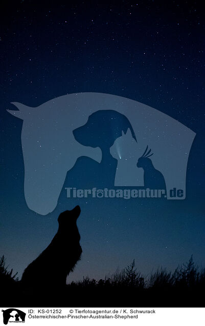 �sterreichischer-Pinscher-Australian-Shepherd / Austrian-Pinscher-Australian-Shepherd / KS-01252