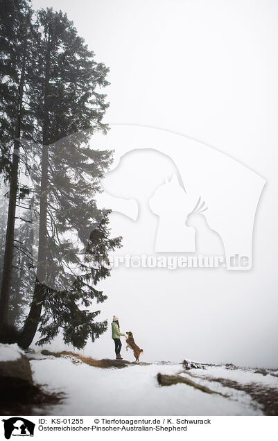 �sterreichischer-Pinscher-Australian-Shepherd / Austrian-Pinscher-Australian-Shepherd / KS-01255