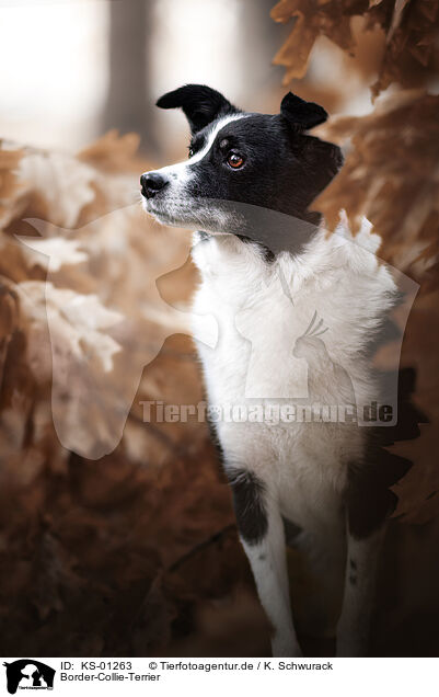 Border-Collie-Terrier / Border-Collie-Terrier / KS-01263