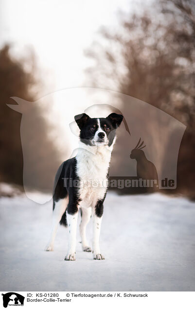 Border-Collie-Terrier / KS-01280