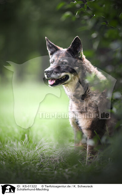 Schferhund-Mischling / Shepherd-Mongrel / KS-01322