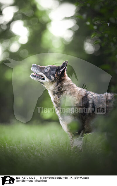 Schferhund-Mischling / Shepherd-Mongrel / KS-01323