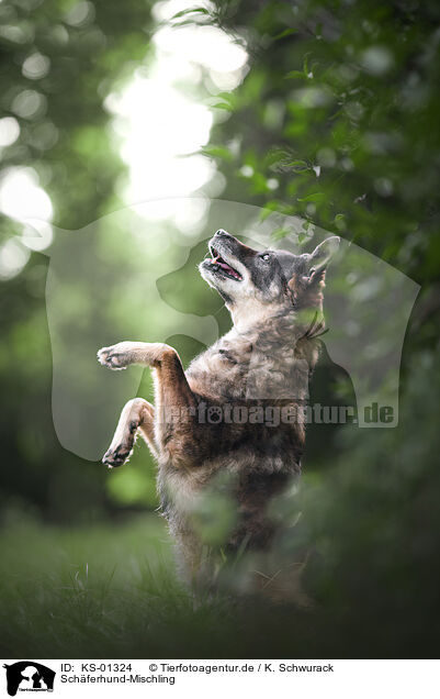 Schferhund-Mischling / Shepherd-Mongrel / KS-01324