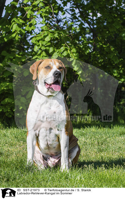 Labrador-Retriever-Kangal im Sommer / Labrador-Retriever-Kangal in summer / SST-21973