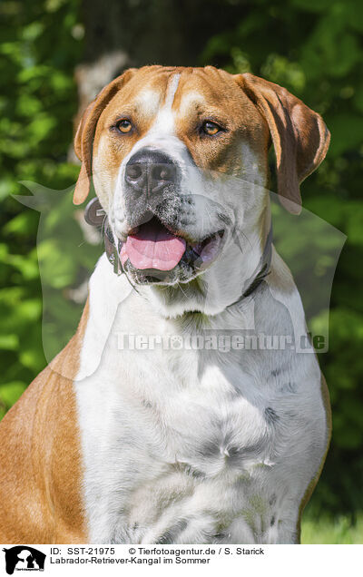 Labrador-Retriever-Kangal im Sommer / Labrador-Retriever-Kangal in summer / SST-21975