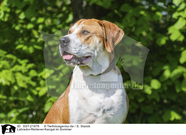 Labrador-Retriever-Kangal im Sommer / Labrador-Retriever-Kangal in summer / SST-21976