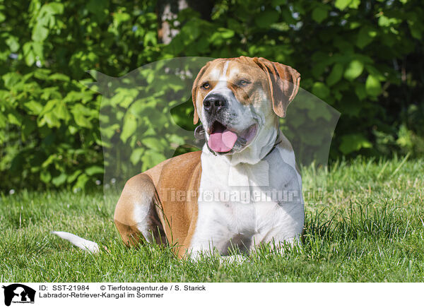 Labrador-Retriever-Kangal im Sommer / Labrador-Retriever-Kangal in summer / SST-21984