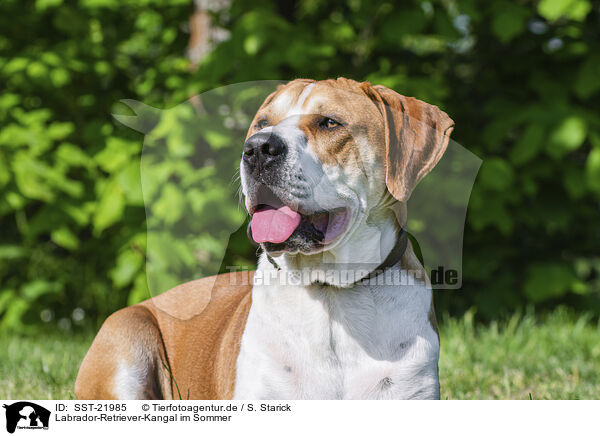 Labrador-Retriever-Kangal im Sommer / Labrador-Retriever-Kangal in summer / SST-21985