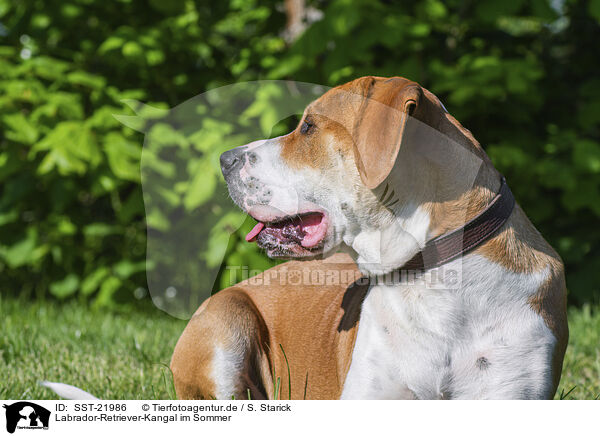Labrador-Retriever-Kangal im Sommer / Labrador-Retriever-Kangal in summer / SST-21986
