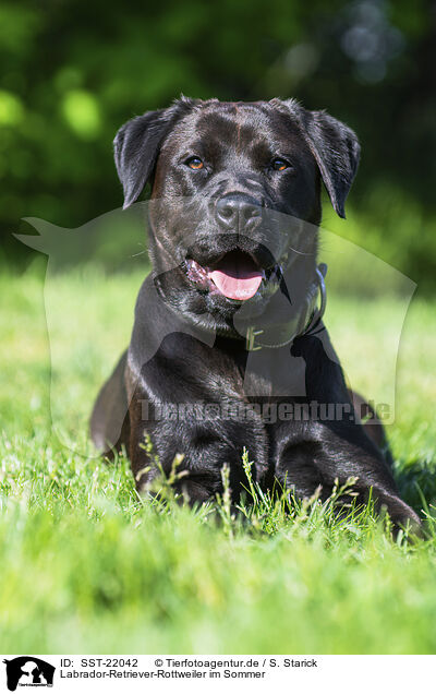 Labrador-Retriever-Rottweiler im Sommer / Labrador-Retriever-Rottweiler in summer / SST-22042