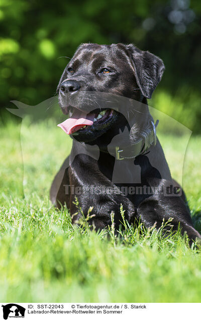 Labrador-Retriever-Rottweiler im Sommer / Labrador-Retriever-Rottweiler in summer / SST-22043
