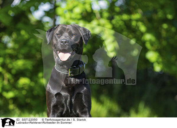Labrador-Retriever-Rottweiler im Sommer / Labrador-Retriever-Rottweiler in summer / SST-22050