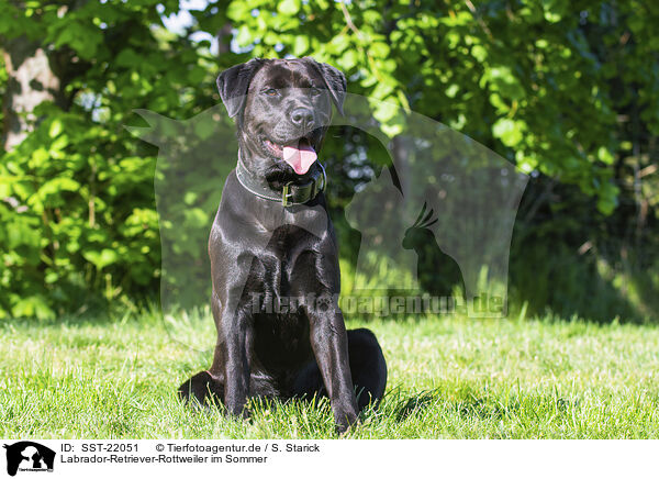 Labrador-Retriever-Rottweiler im Sommer / Labrador-Retriever-Rottweiler in summer / SST-22051