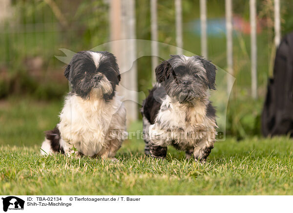 Shih-Tzu-Mischlinge / Shih-Tzu-Mongrels / TBA-02134
