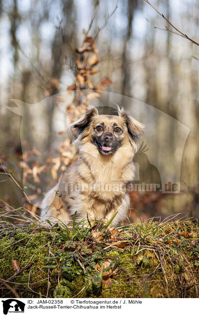 Jack-Russell-Terrier-Chihuahua im Herbst / Jack-Russell-Terrier-Chihuahua in autumn / JAM-02358